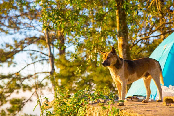 Dog in camping forest site on mountain hill morning sunrise animal in nature