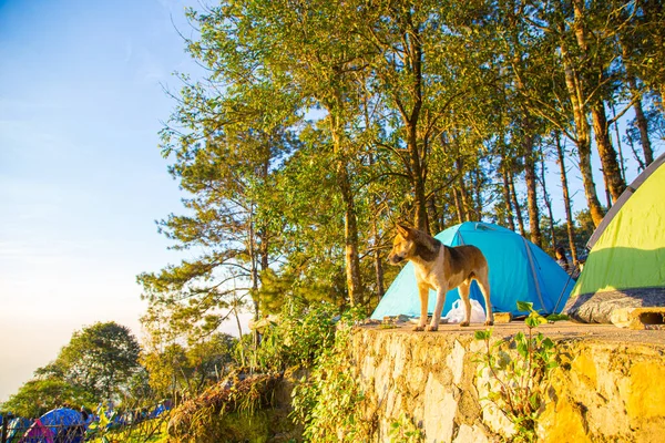 Dog Forest Camping — Stock Photo, Image