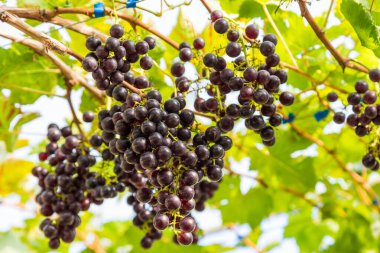 Ağaç dalı tarım sahada üzümler vaktinden önce hasat