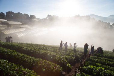 Grup turizm insan gündoğumu çilek alan, tarım çiftliğinde Angkhang Islands, Tayland zevk.