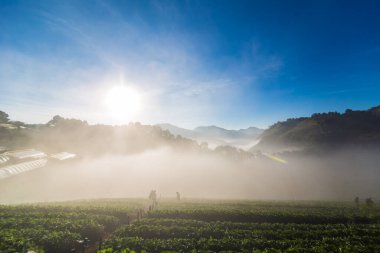 Sunrise sis sahada çilek ekimi Angkhang Highlands, Chiangmai Tayland Kuzey ile