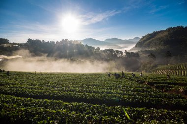 Sunrise sis sahada çilek ekimi Angkhang Highlands, Chiangmai Tayland Kuzey ile