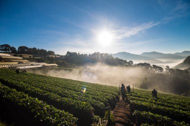 Grup turizm insan gündoğumu çilek alan, tarım çiftliğinde Angkhang Islands, Tayland zevk.