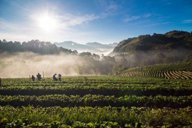 Grup turizm insan gündoğumu çilek alan, tarım çiftliğinde Angkhang Islands, Tayland zevk.