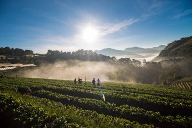 Grup turizm insan gündoğumu çilek alan, tarım çiftliğinde Angkhang Islands, Tayland zevk.