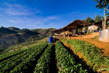 Çilek alan tarımsal Bahçe Doi Ang Khang, Chiang Mai, Tayland at sabah