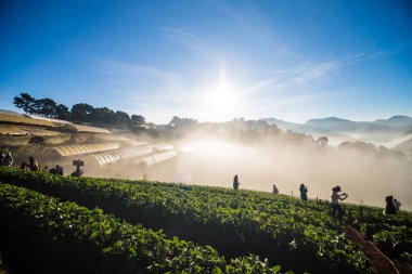 Gündoğumu çilek ekimi, hasat seyahat zevk insanlar