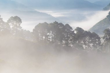 Yeşil dağ ormanları sabah Sunrise sis ile sahne görünümünü.
