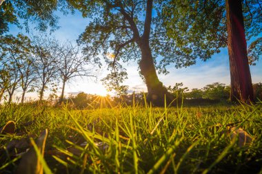 Yeşil çimen forground park içinde ağaç günbatımı sarı ışınla iken ışık, güzel park