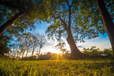 Şehir Parkı ışık demeti günbatımı sıcak zaman yeşil çim ve ağaçları ile akşam