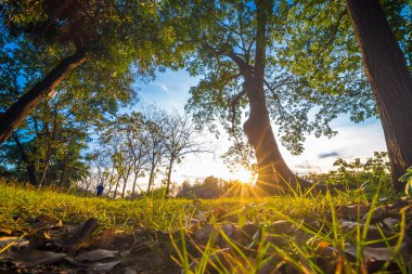 Yeşil çimen forground park içinde ağaç günbatımı sarı ışınla iken ışık, güzel park