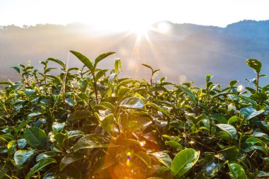 Sis, tarım peyzaj sabahı güneş ışık demeti ile çay yaprakları