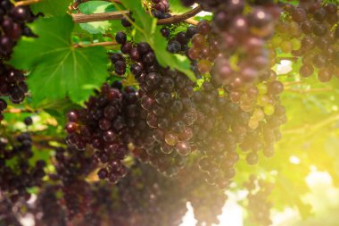 Ağaç dalı ile güneş ışığı kırmızı üzüm olgun meyveler