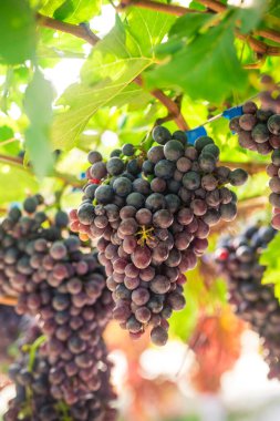 Ağaç dalı ile güneş ışığı kırmızı üzüm olgun meyveler