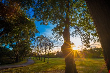 Günbatımı ağaç ve çayır, Banggkok Tayland ışık demeti ile kamu Park