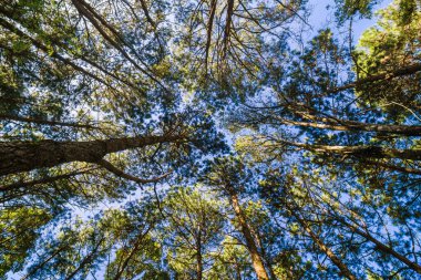 Çam ağacı dalı mavi gökyüzü doğa arka plan uprisen görünümünü