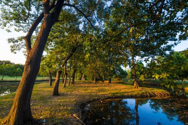 Yeşil taze park günbatımı ağaç ışık demeti, şehirde temiz çevre ile