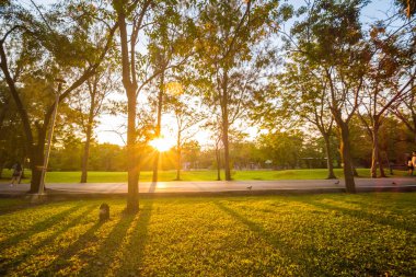 Yeşil taze park günbatımı ağaç ışık demeti, şehirde temiz çevre ile