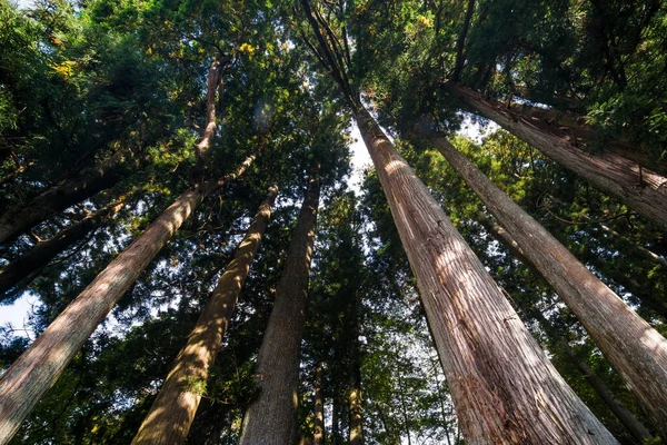 Большой Сосновый Лес Осенью Nikko Japan — стоковое фото