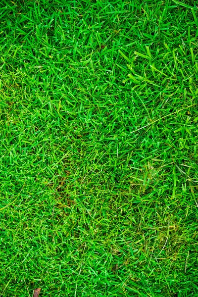 Mooie Verse Echte Groene Gras Textuur Versieren Achtergrond — Stockfoto