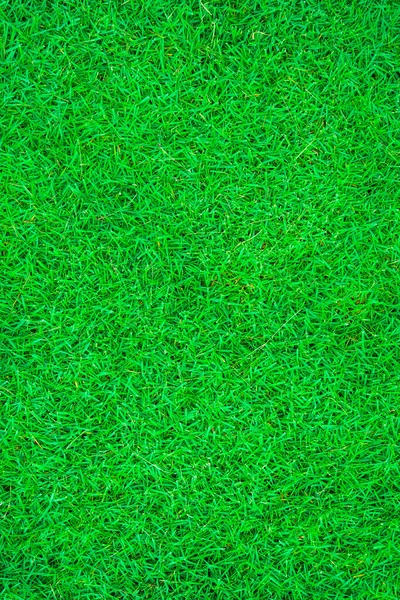 Gröna Färska Gräset Bakgrund Ovanifrån Naturliga Objekt — Stockfoto