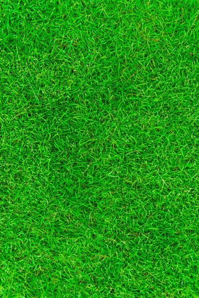 Beautiful fresh real green grass texture decorate background
