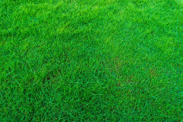 Schöne Grüne Gras Fühlen Sich Frische Textur Nutural Szene — Stockfoto