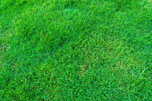 Grünes Gras Frische Natürliche Hintergrundstruktur Echtes Gras — Stockfoto