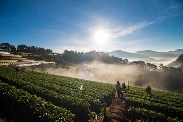 Grup turizm insan gündoğumu çilek alan, tarım çiftliğinde Angkhang Islands, Tayland zevk.