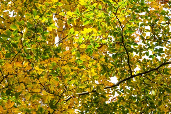 Красивый Цветовой Парк Красочными Деревьями Видом Подъем Осенний Пейзаж — стоковое фото