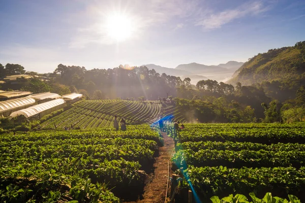 Chiangmai Kuzey Tayland tarım tepe üzerinde çilek alan