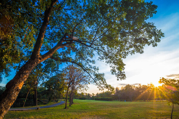 Солнечный свет на закате в общественном центральном парке
