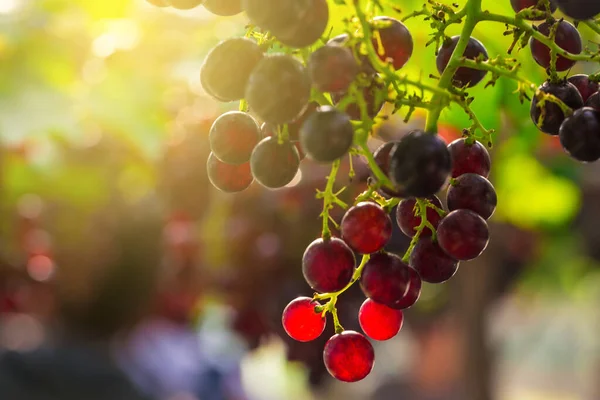 Ripe Berries Red Grape Tree Branch Sun Light — Stock Photo, Image