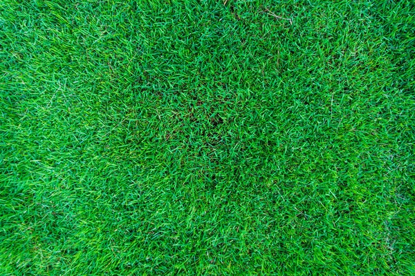 Pusty Zielonej Trawy Tło Obiekt Flora — Zdjęcie stockowe