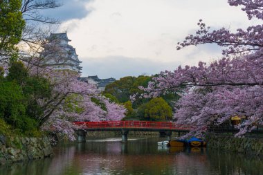 Japonya 'nın Kansai bölgesindeki Hyogo bölgesinde bulunan kırmızı köprüyle Himeji Kalesi' nde kiraz çiçeği.