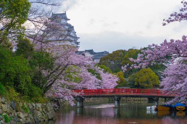 Japonya 'nın Kansai bölgesindeki Hyogo bölgesinde bulunan kırmızı köprüyle Himeji Kalesi' nde kiraz çiçeği.