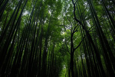 Bambu korusu yeşil yağmur ormanları Arashiyama, Kyoto, Japonya 'da seyahat ederken görülüyor.