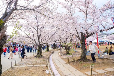 Japon sakuraa çiçeği çiçek açan çiçek ağaç dalı gökyüzü arka plan üzerinde pembe