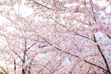 Japon sakuraa çiçeği çiçek açan çiçek ağaç dalı gökyüzü arka plan üzerinde pembe