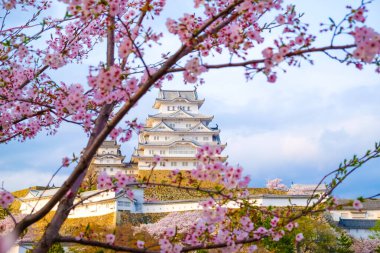Japon sakuraa çiçeği çiçek açan çiçek ağaç dalı gökyüzü arka plan üzerinde pembe