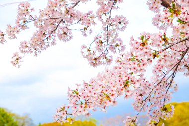 Japon sakuraa çiçeği çiçek açan çiçek ağaç dalı gökyüzü arka plan üzerinde pembe