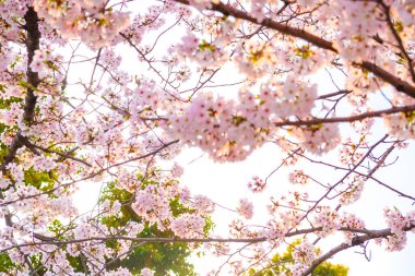 Japon sakuraa çiçeği çiçek açan çiçek ağaç dalı gökyüzü arka plan üzerinde pembe