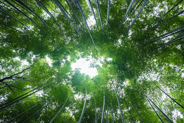 Bambushain Grüne Regenwald Sehenswürdigkeiten Arashiyama Kyoto Japan — Stockfoto