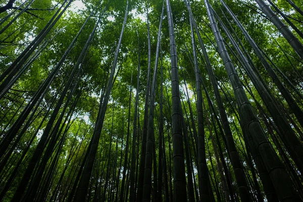 Bambou Verdoyant Forêt Tropicale Voyage Arashiyama Kyoto Japon — Photo