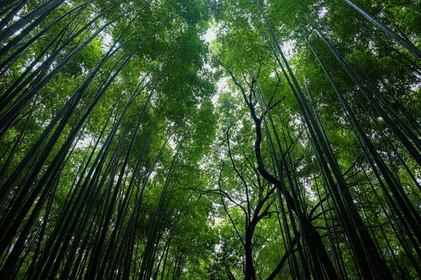 Boschetto Bambù Verde Foresta Pluviale Sighseeing Viaggiare Arashiyama Kyoto Giappone — Foto Stock