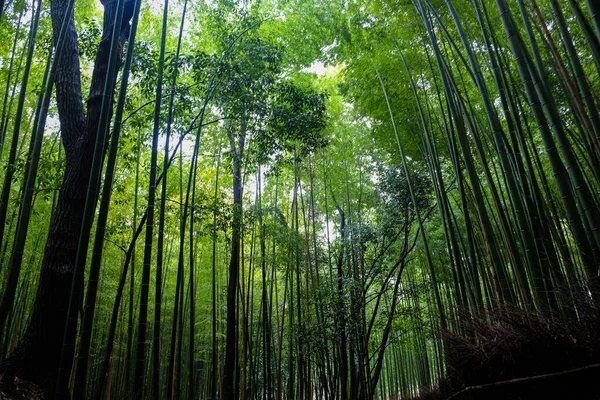 Бамбуковая Роща Зеленый Дождевой Лес Арашияме Киото Япония — стоковое фото