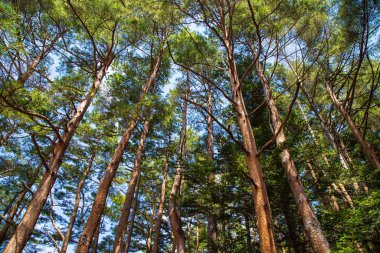 Dağdaki çam ağacı kış ormanı Tokyo 'ya bak.