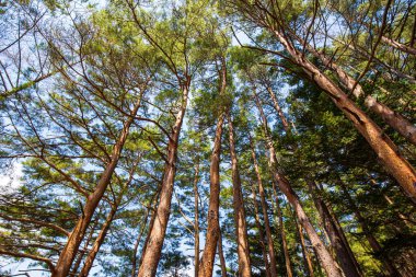 Dağdaki çam ağacı kış ormanı Tokyo 'ya bak.