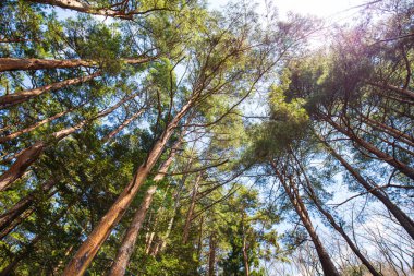 Dağdaki çam ağacı kış ormanı Tokyo 'ya bak.