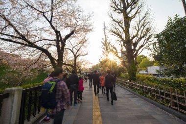 Pembe sakura çiçeği. Gün batımı. Açık hava parkı.